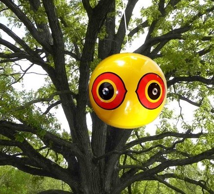 Для отпугивания птиц виниловый шар достаточно подвесить, например, на дереве