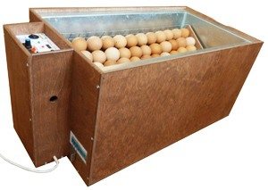 Инкубатор вмещает до 72 яиц