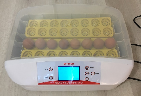 Яйца хорошо видны сквозь верхнюю крышку инкубатора  (нажмите на фото для увеличения)