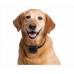 Электроошейник (антилай) DogTrace D-Mute для дрессировки средних и крупных пород собак