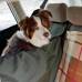 Автогамак для перевозки собак в машине OSSO Car Premium 135x50 Grey на 1/3 заднего сидения автомобиля