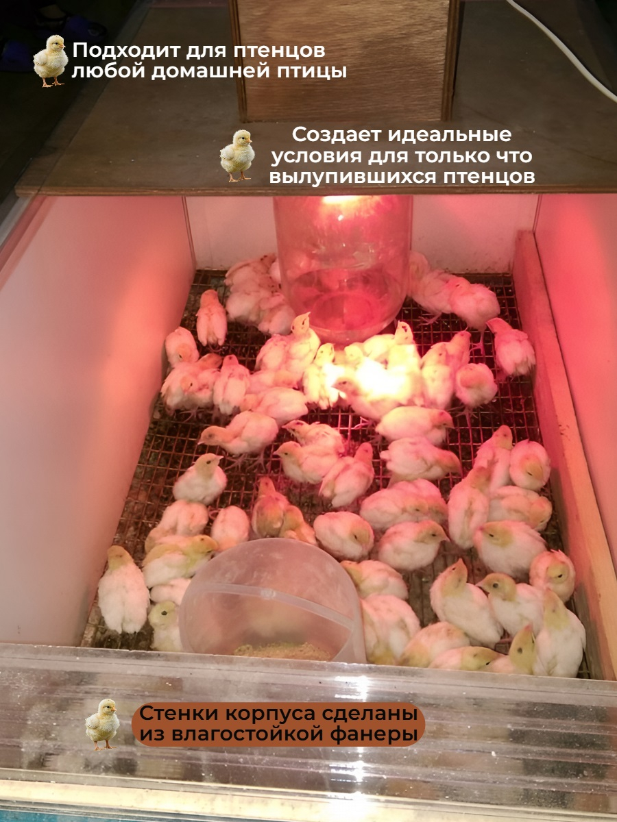 Брудер для цыплят Блиц разборный (77 птенцов)