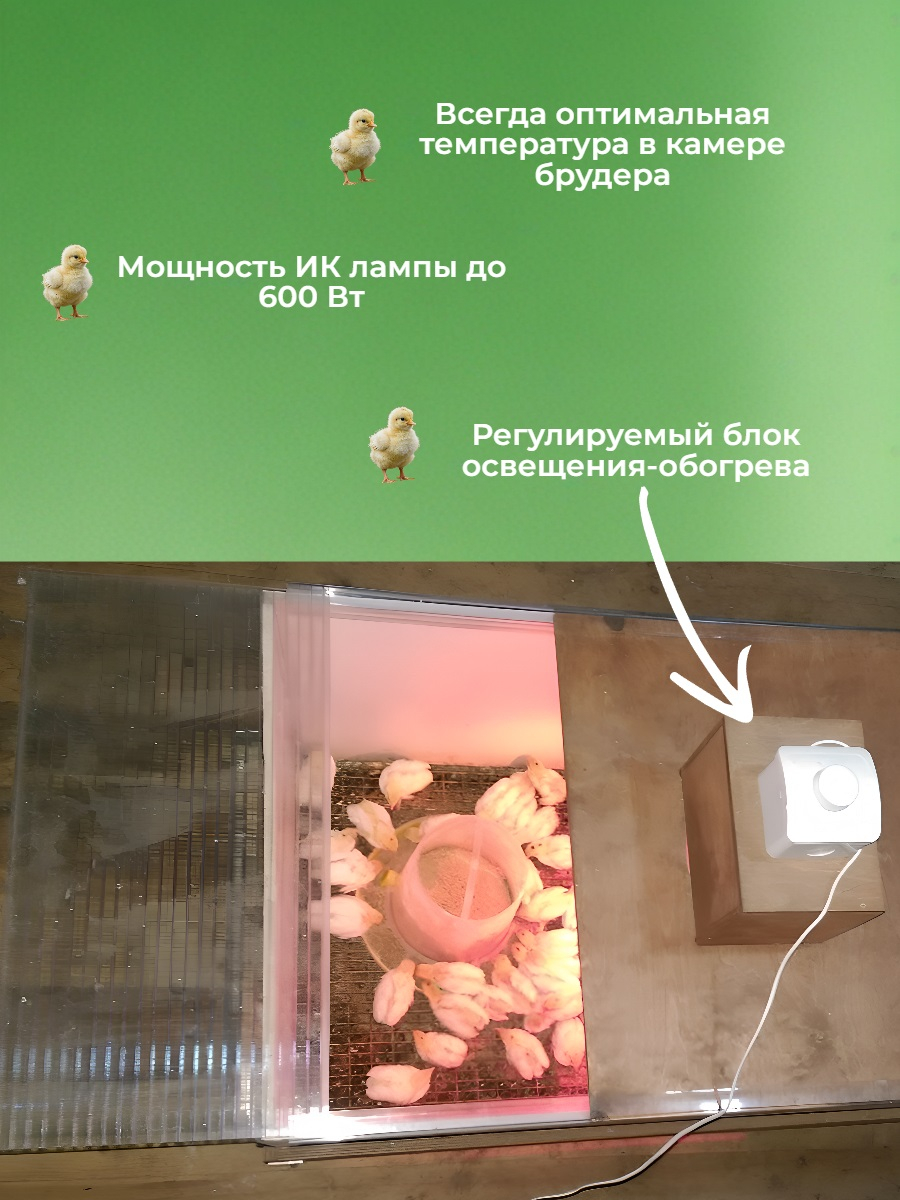 Брудер для цыплят Блиц разборный (77 птенцов)